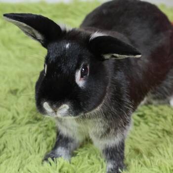 Bunny Rabbit Rabbits Available for Adoption in Cambridge, Ontario - Pea | PetCurious