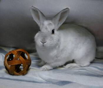 Bunny Rabbit Rabbits Available for Adoption - PEPE | PetCurious