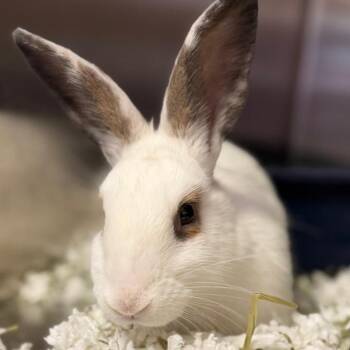 Rosemary -  American Rabbit for Adoption in Pittsford, Vermont - Rosemary | PetCurious