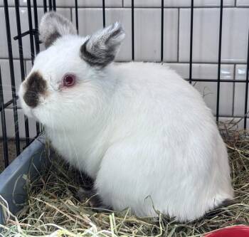 SY -  Bunny Rabbit Rabbit for Adoption in Brewster, Massachusetts - SY | PetCurious