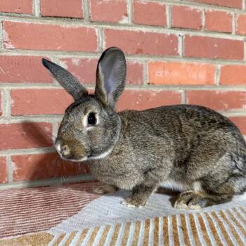 Opal (bonded to Diamond) -  New Zealand Rabbit for Adoption in Winston-salem, North Carolina - Opal (bonded To Diamond) | PetCurious