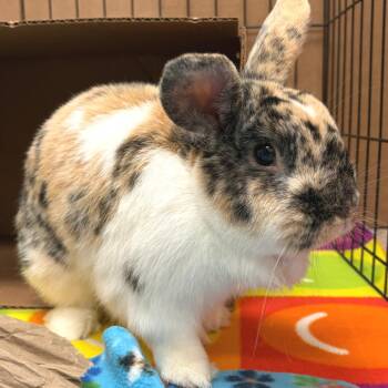 Tucker -  Holland Lop and Harlequin Rabbit for Adoption in Oshkosh, Wisconsin - Tucker | PetCurious