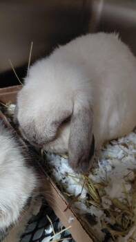 Daisy -  Lop Eared Rabbit for Adoption in Cincinnati, Ohio - Daisy | PetCurious