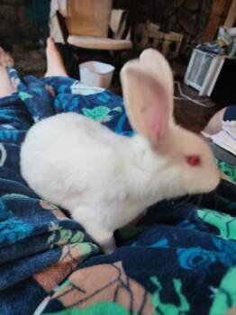 Rescue Flemish Giant Rabbits for Adoption in Kalamazoo, Michigan - Raz | PetCurious