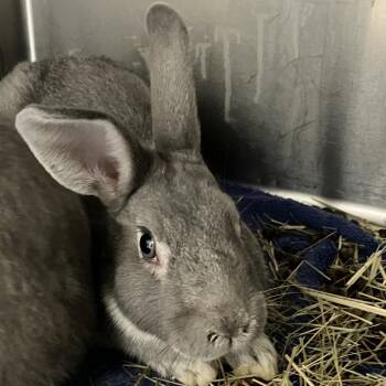 New Zealand Rabbits Available for Adoption in Grand Rapids, Michigan - Jupiter | PetCurious