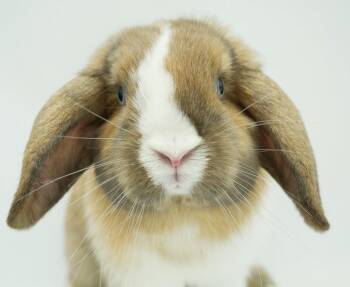 Rescue Holland Lop Rabbits for Adoption in Bedford Hills, New York - Milo Is A Marvelous Little Baby NEUTERED Bun Bun! | PetCurious