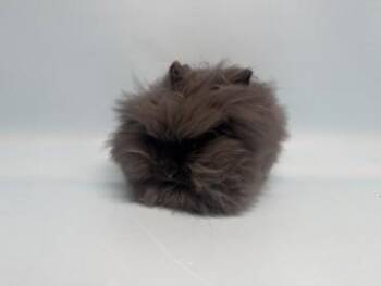 Coal -  Lionhead Rabbit for Adoption in Golden Valley, Minnesota - Coal | PetCurious
