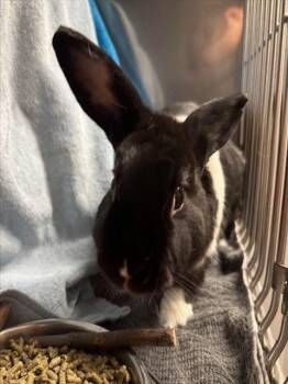 HALA -  Bunny Rabbit Rabbit for Adoption in Woodland, California - HALA | PetCurious