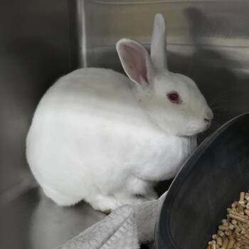 Quinoa 26-167 -  American Rabbit for Adoption in Tawas City, Michigan - Quinoa 26-167 | PetCurious