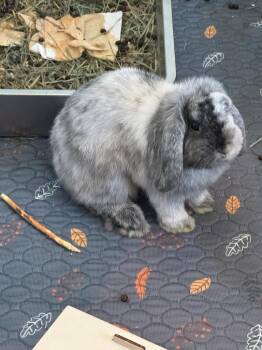 Mako -  Holland Lop Rabbit for Adoption in Santa Cruz, California - Mako | PetCurious