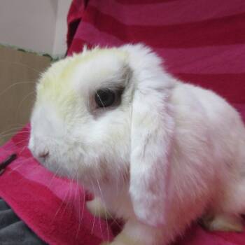 Damien -  Mini Lop Rabbit for Adoption in Wilmington, Delaware - Damien | PetCurious