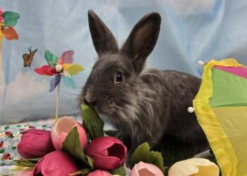 Lionhead Rabbits Available for Adoption in Westford, Massachusetts - Anthony | PetCurious