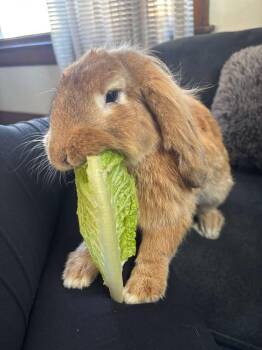 Lop Eared Rabbits Available for Adoption - Monty Mole  | PetCurious