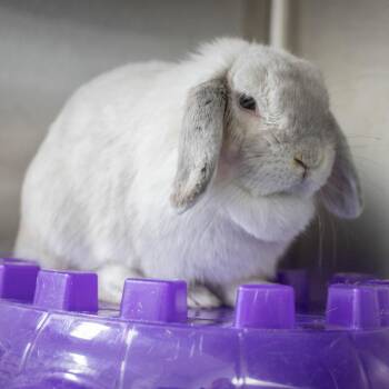 Holland Lop Rabbits Available for Adoption - Dusty | PetCurious
