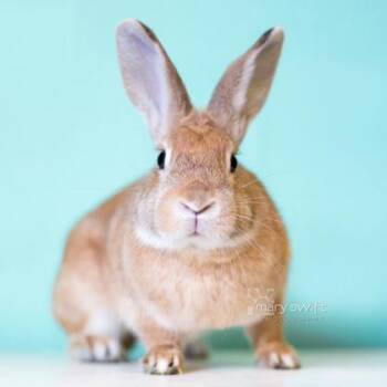 Pinto -  American Rabbit for Adoption in Reisterstown, Maryland - Pinto | PetCurious