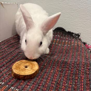 Sprinkles -  Netherland Dwarf Rabbit for Adoption in Puslinch, Ontario - Sprinkles | PetCurious