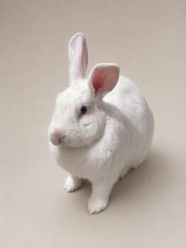 Berry -  New Zealand Rabbit for Adoption in Statesboro, Georgia - Berry | PetCurious