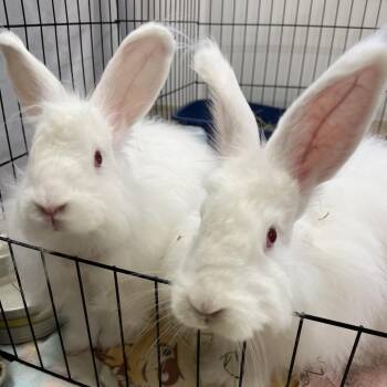 Angora Rabbit Rabbits Available for Adoption in Bedford, New Hampshire - Emmy Jo | PetCurious