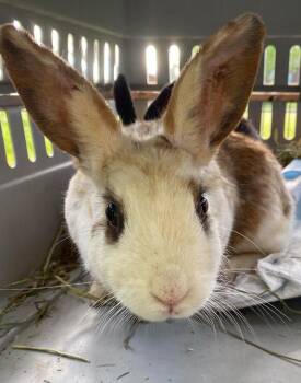 Rescue Bunny Rabbit Rabbits for Adoption in Westbrook, Maine - Scarlett | PetCurious