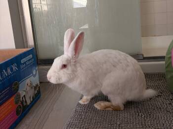 American Rabbits Available for Adoption - Casper | PetCurious