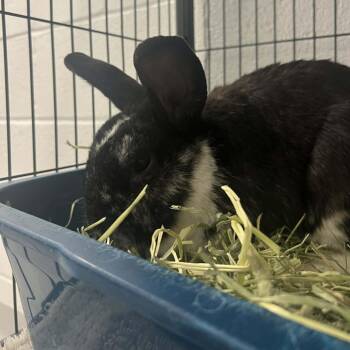 American Rabbits Available for Adoption in Hampton Bays, New York - Joannie | PetCurious