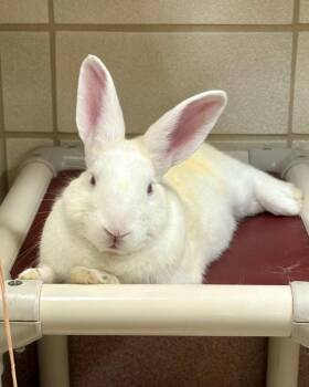 Squash -  Bunny Rabbit Rabbit for Adoption in Novato, California - Squash | PetCurious