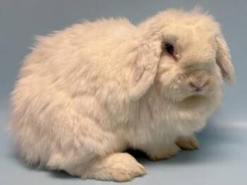 Lily -  Bunny Rabbit Rabbit for Adoption in Golden Valley, Minnesota - Lily | PetCurious