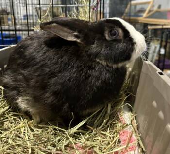 Dutch and Bunny Rabbit Rabbits Available for Adoption in Kalamazoo, Michigan - Jasmine | PetCurious