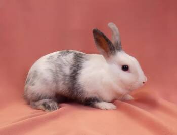 DIAMOND -  Bunny Rabbit Rabbit for Adoption in Pasadena, California - DIAMOND | PetCurious