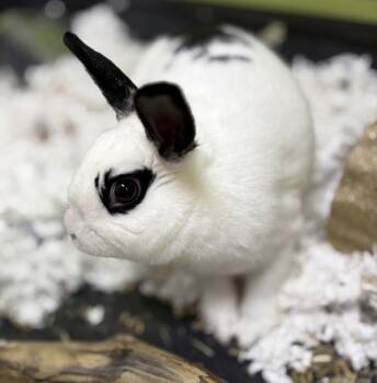 Jax -  English Spot Rabbit for Adoption in Sioux City, Iowa - Jax | PetCurious
