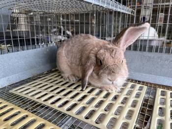Alexandra -  Lop Eared Rabbit for Adoption in Pflugerville, Texas - Alexandra | PetCurious