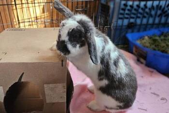 Rescue Holland Lop Rabbits for Adoption in Clinton, New Jersey - Clementine | PetCurious