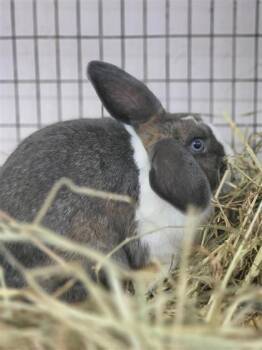 Thumper -  Dutch Rabbit for Adoption in Largo, Florida - Thumper | PetCurious