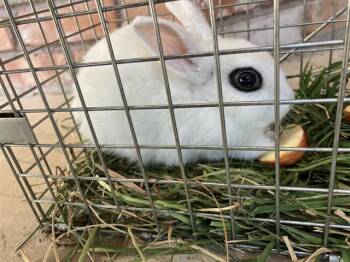MORDOR -  Bunny Rabbit Rabbit for Adoption in Dallas, Texas - MORDOR | PetCurious