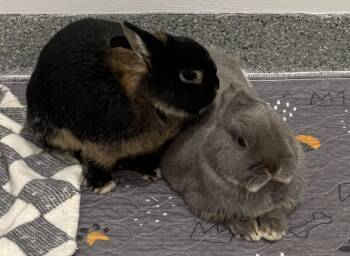 Netherland Dwarf Rabbits Available for Adoption in Westford, Massachusetts - Eddy | PetCurious