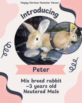 American Rabbits Available for Adoption - Peter | PetCurious