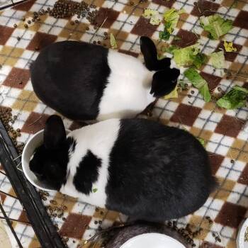 Yin with Yang -  Dutch and Bunny Rabbit Rabbit Available for Adoption in Erie, Colorado - Yin With Yang | PetCurious