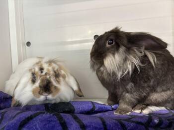 Tater Tot -  Lop Eared and Lionhead Rabbit for Adoption in Westford, Massachusetts - Tater Tot | PetCurious