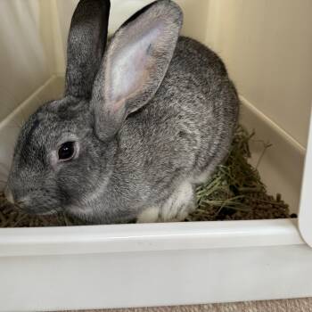Rescue Silver Rabbits for Adoption in Frederick, Maryland - Mitten (Bonded With Molly) | PetCurious