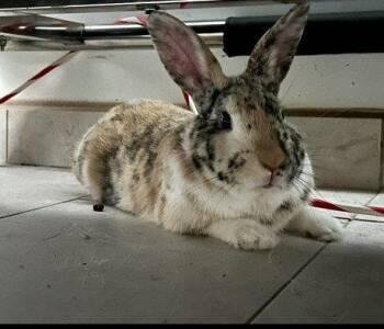 Harlequin Rabbits Available for Adoption in Island Lake, Illinois - Patches | PetCurious