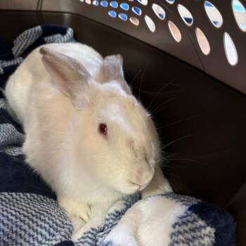 Ophelia -  Bunny Rabbit Rabbit for Adoption in Richmond, California - Ophelia | PetCurious
