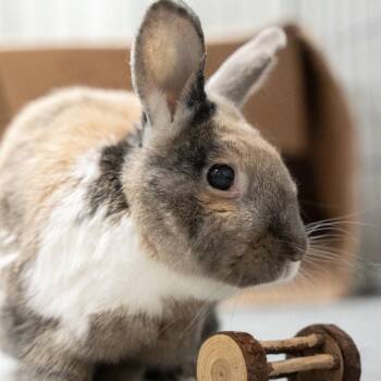 Amadeus -  Harlequin Rabbit for Adoption in Kennesaw, Georgia - Amadeus | PetCurious