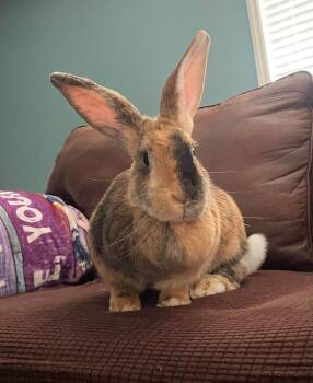 Rodeo -  Flemish Giant and New Zealand Rabbit for Adoption in Saint Charles, Missouri - Rodeo | PetCurious