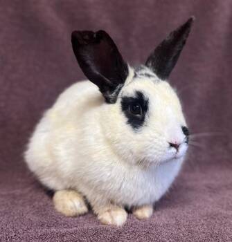 Hotot and Mini Rex Rabbits Available for Adoption in Salinas, California - Kubo | PetCurious