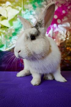 Dutch and Bunny Rabbit Rabbits Available for Adoption in Long Beach, California - Sammy | PetCurious