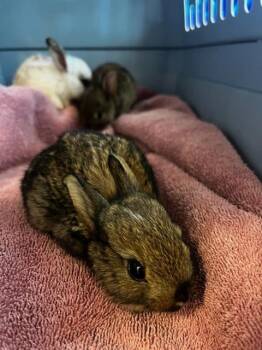 BLOSSOM -  Bunny Rabbit Rabbit for Adoption in West Valley City, Utah - BLOSSOM | PetCurious