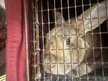 Bunny Rabbit Rabbits Available for Adoption in Colorado Springs, Colorado - SOCKS | PetCurious