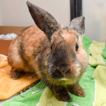 Goose -  Harlequin Rabbit for Adoption in Des Moines, Iowa - Goose | PetCurious