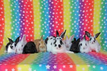Sochi -  Bunny Rabbit Rabbit for Adoption in Santa Cruz, California - Sochi | PetCurious