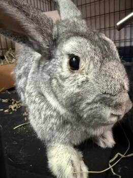 Noodles -  American Rabbit for Adoption in Roseville, California - Noodles | PetCurious
